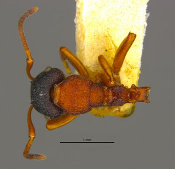 Media type: image;   Entomology 23342 Aspect: habitus dorsal view
